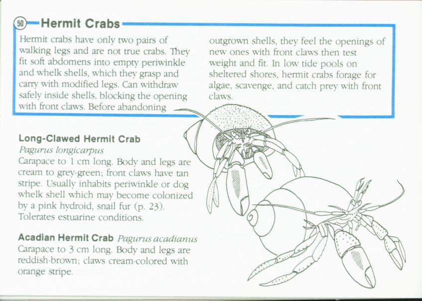 LIFE ON INTERTIDAL ROCKS: a guide to marine life of the rocky North Atlantic coast. nasg5406n